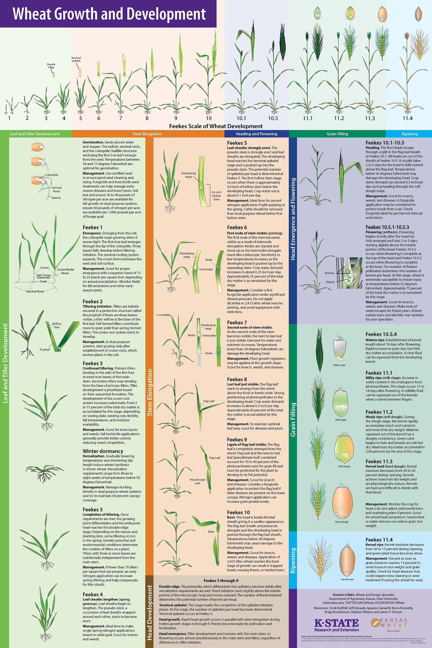 MF3300 Wheat Growth & Development.jpg